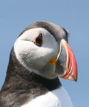 Scotland<br>
Treshnish Islands<br>
(Lungha)<br>
Puffin